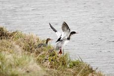 Mittelsäger (5 von 6).jpg